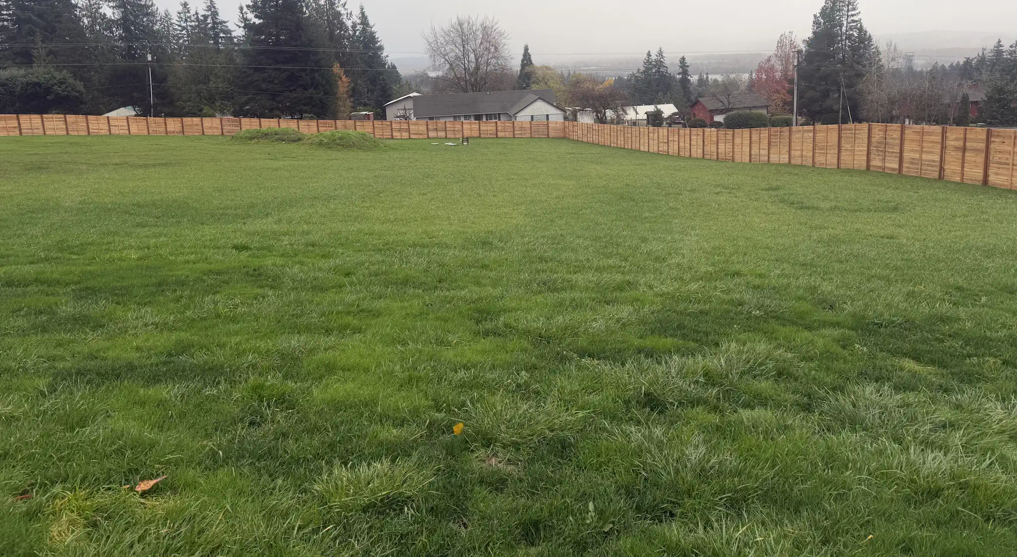 Spacious outdoor yard for dogs to run and play
