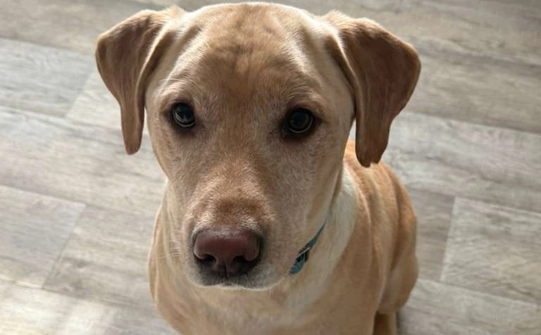 Dog training and grooming